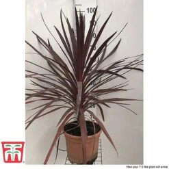 Cordyline 'Red Star' -Flourish Flora cord reds