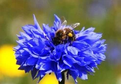 Cornflower Seed Bag - 100 Balls -Flourish Flora cornflower20with20bee