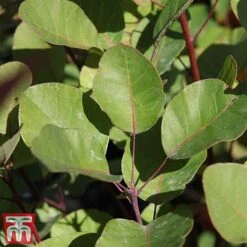 Cotinus Coggygria -Flourish Flora cotti