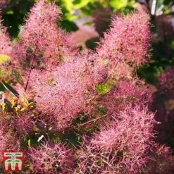 Cotinus Coggygria
