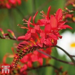 Everlasting Perennial Collection -Flourish Flora crocosmia2