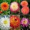 Dahlia 'Cactus Collection'