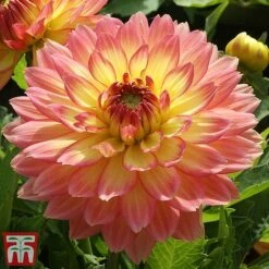 Dahlia 'Gallery Pablo'