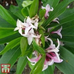 Daphne 'Perfume Princess' -Flourish Flora dap