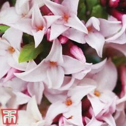 Daphne 'Perfume Princess' -Flourish Flora dap3
