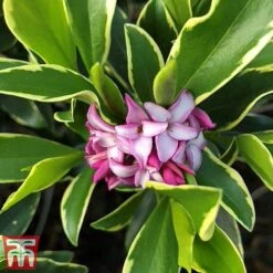 Daphne Odora 'Rogalski' -Flourish Flora daphne odo