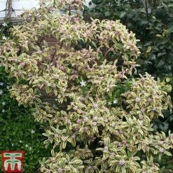 Daphne Odora 'Rebecca' -Flourish Flora daphne rebecca 2