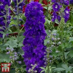 Delphinium Magic Fountains 'Dark Blue Dark Bee'