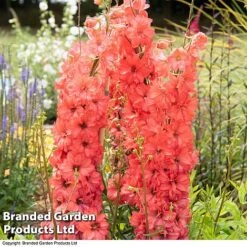 Delphinium 'Red Lark' -Flourish Flora delp red