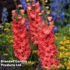 Delphinium 'Red Lark' -Flourish Flora delp red2