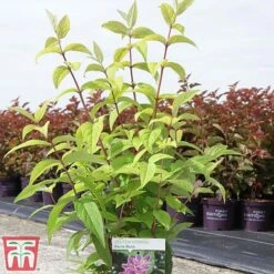 Deutzia X Hybrida 'Perle Rose' -Flourish Flora deut pere