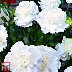 Dianthus 'Memories' (Scent First Series) -Flourish Flora dian31