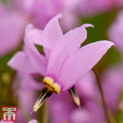 Dodecatheon Meadia -Flourish Flora dod