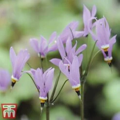 Dodecatheon Meadia -Flourish Flora dod3