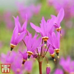 Dodecatheon Meadia -Flourish Flora dod4
