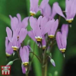 Dodecatheon Meadia -Flourish Flora dod7
