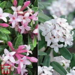 Daphne Fragrance Duo