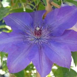 Clematis Edda&trade; Evipo074 -Flourish Flora edda2