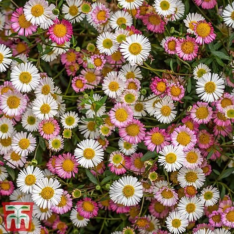 Erigeron 'Stallone' 1 Erigeron 'Stallone'