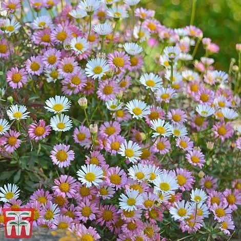 Erigeron 'Stallone' 2 Erigeron 'Stallone' - Image 2