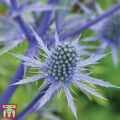Everlasting Perennial Collection -Flourish Flora eryngium planum2