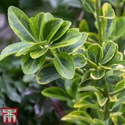 Euonymus Japonicus 'Aureomarginatus' -Flourish Flora euon 3