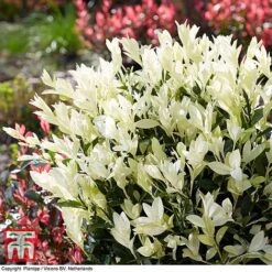 Euonymus Japonicus 'Himalaya' -Flourish Flora euon hima3