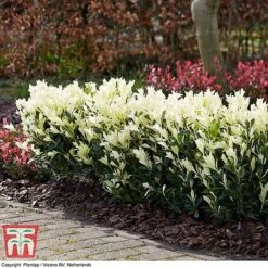 Euonymus Japonicus 'Himalaya' -Flourish Flora euon hima4