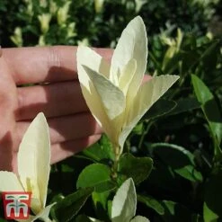 Euonymus Japonicus 'Himalaya' -Flourish Flora euon hima5