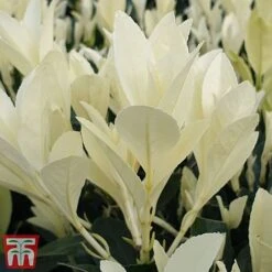 Euonymus Japonicus 'Himalaya' -Flourish Flora euon hima6