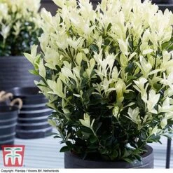 Euonymus Japonicus 'Himalaya' -Flourish Flora euon hima7