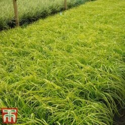 Carex Oshimensis 'Everillo' -Flourish Flora ever1