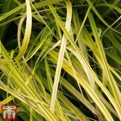 Carex Oshimensis 'Everillo' -Flourish Flora ever2