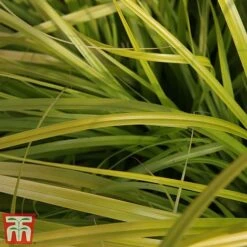Carex Oshimensis 'Everillo' -Flourish Flora ever3