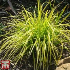 Carex Oshimensis 'Everillo' -Flourish Flora ever5