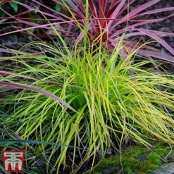 Carex Oshimensis 'Everillo' -Flourish Flora ever6
