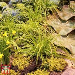 Carex Oshimensis 'Everillo' -Flourish Flora ever7
