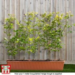 Copper Beech (Hedging) -Flourish Flora fagus ready