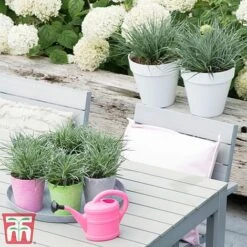 Fascicularia Bicolor -Flourish Flora fasc3