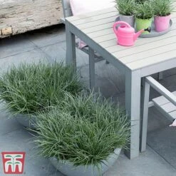 Fascicularia Bicolor -Flourish Flora fasc4