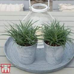 Fascicularia Bicolor -Flourish Flora fasc5