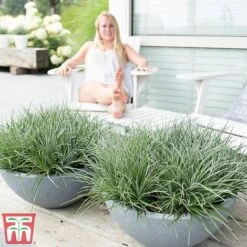 Fascicularia Bicolor -Flourish Flora fasc7