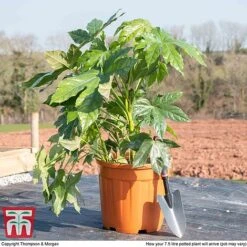 Fatsia Japonica -Flourish Flora fat jap