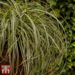 Carex 'Feather Falls' -Flourish Flora feathers