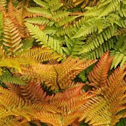 Fern Hardy Collection -Flourish Flora fern NOW1