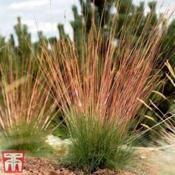 Festuca 'Sunrise' -Flourish Flora fest sun