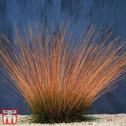 Festuca 'Sunrise' -Flourish Flora fest sun2