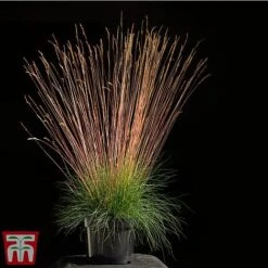 Festuca 'Sunrise' -Flourish Flora fest sun3
