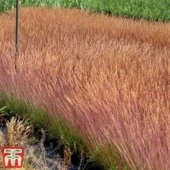 Festuca 'Sunrise' -Flourish Flora fest sun4