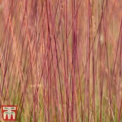 Festuca 'Sunrise' -Flourish Flora fest sun5